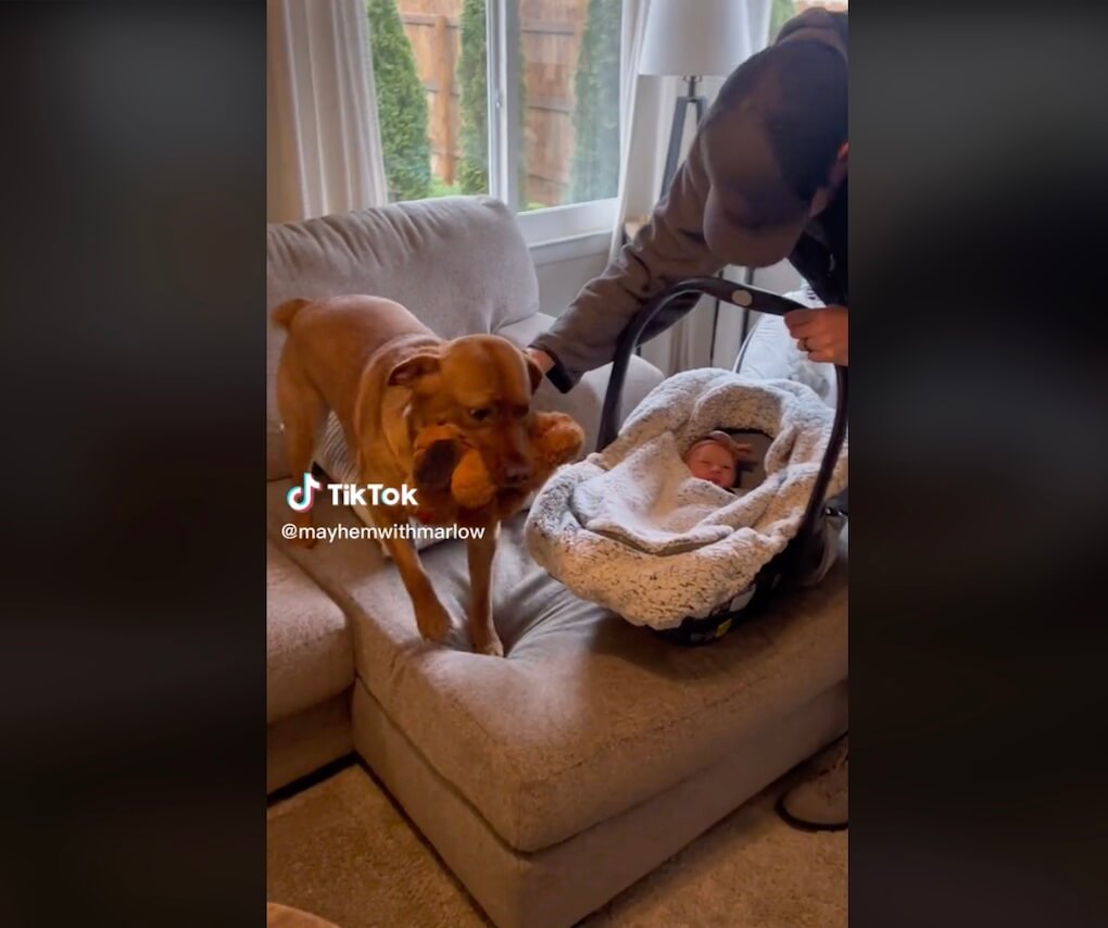 ラブラドールレトリーバー,動画