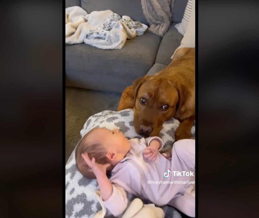 ラブラドールレトリーバー,動画