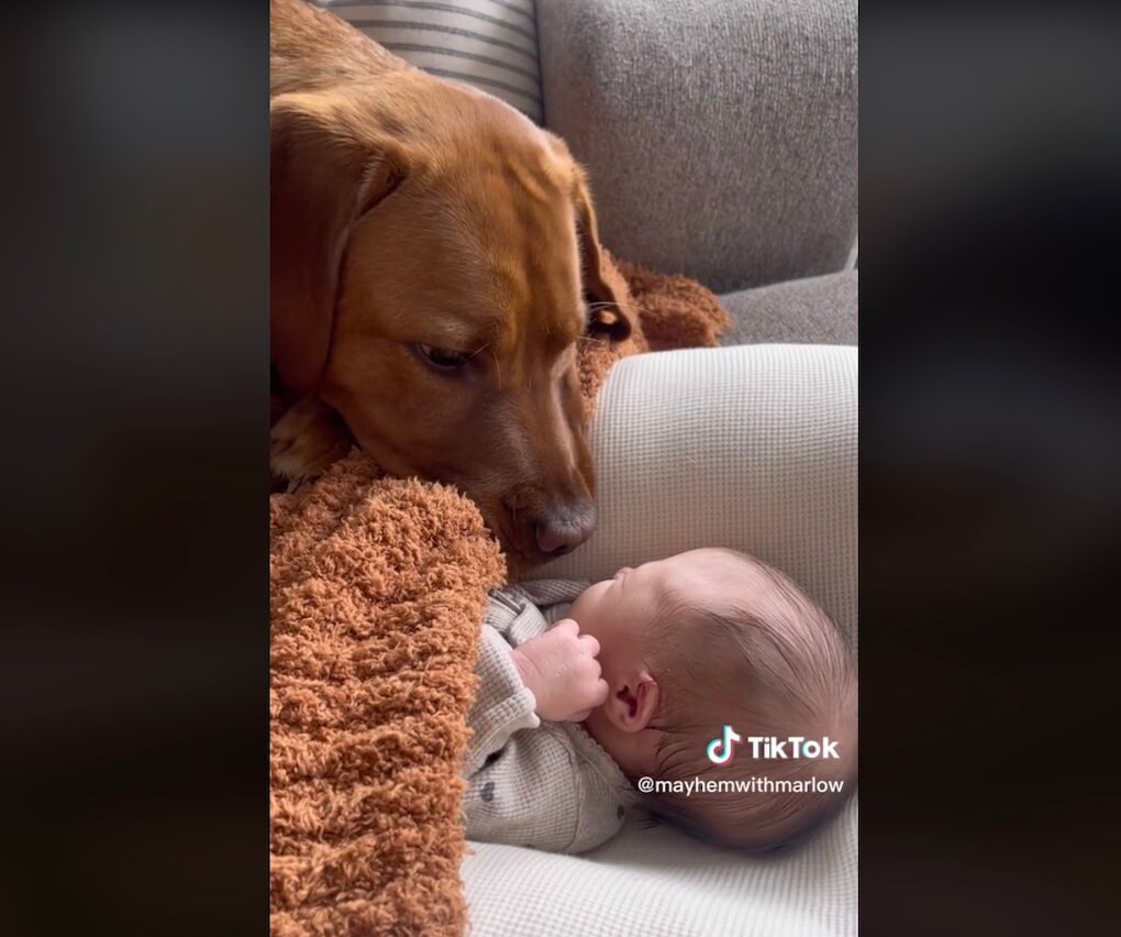 ラブラドールレトリーバー,動画