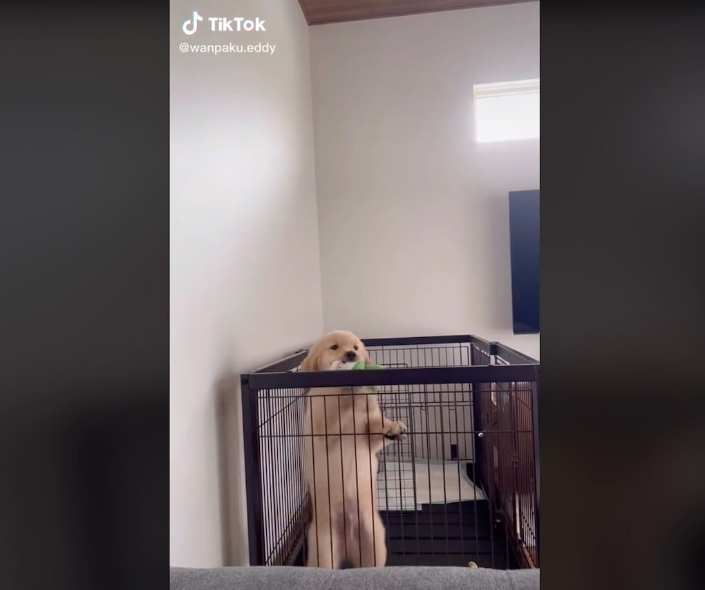 ゴールデンレトリーバー,動画