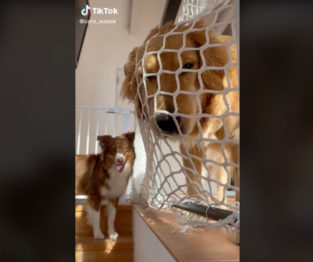 ゴールデンレトリーバー,動画