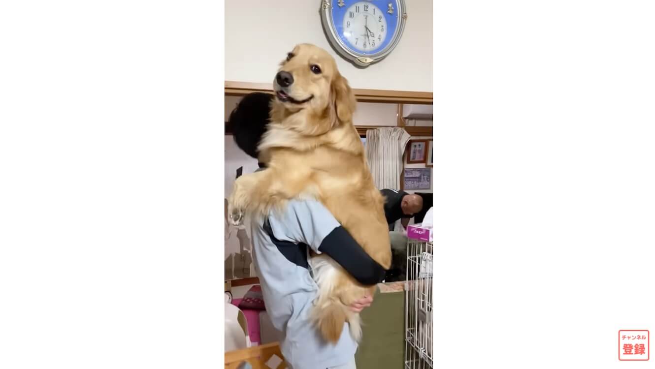 ゴールデンレトリーバー,動画