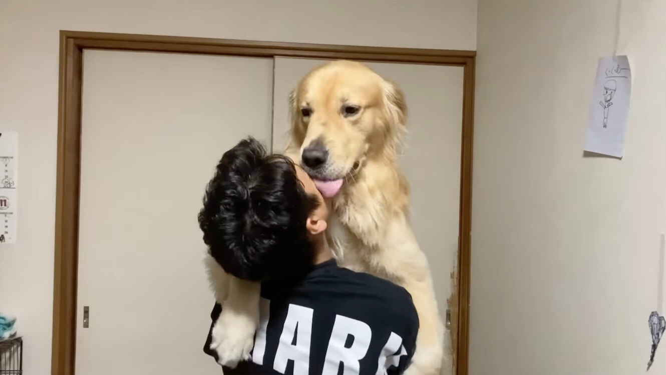 ゴールデンレトリーバー,動画