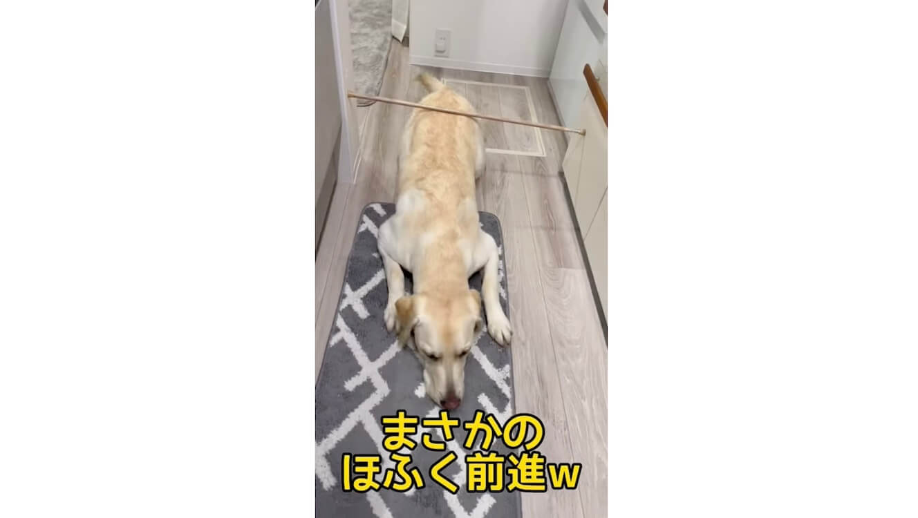 ラブラドールレトリーバー,動画