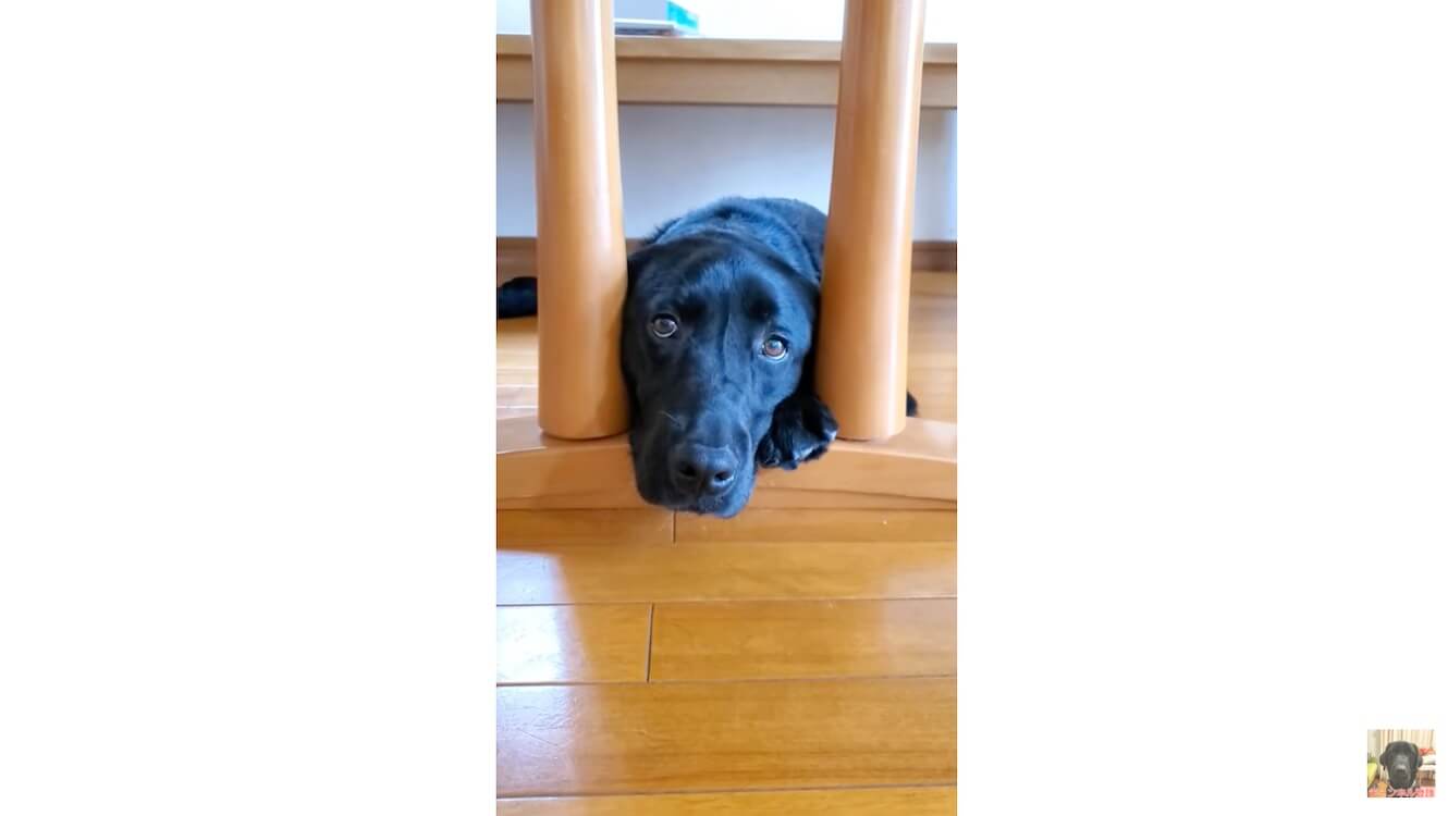 ラブラドールレトリーバー,動画