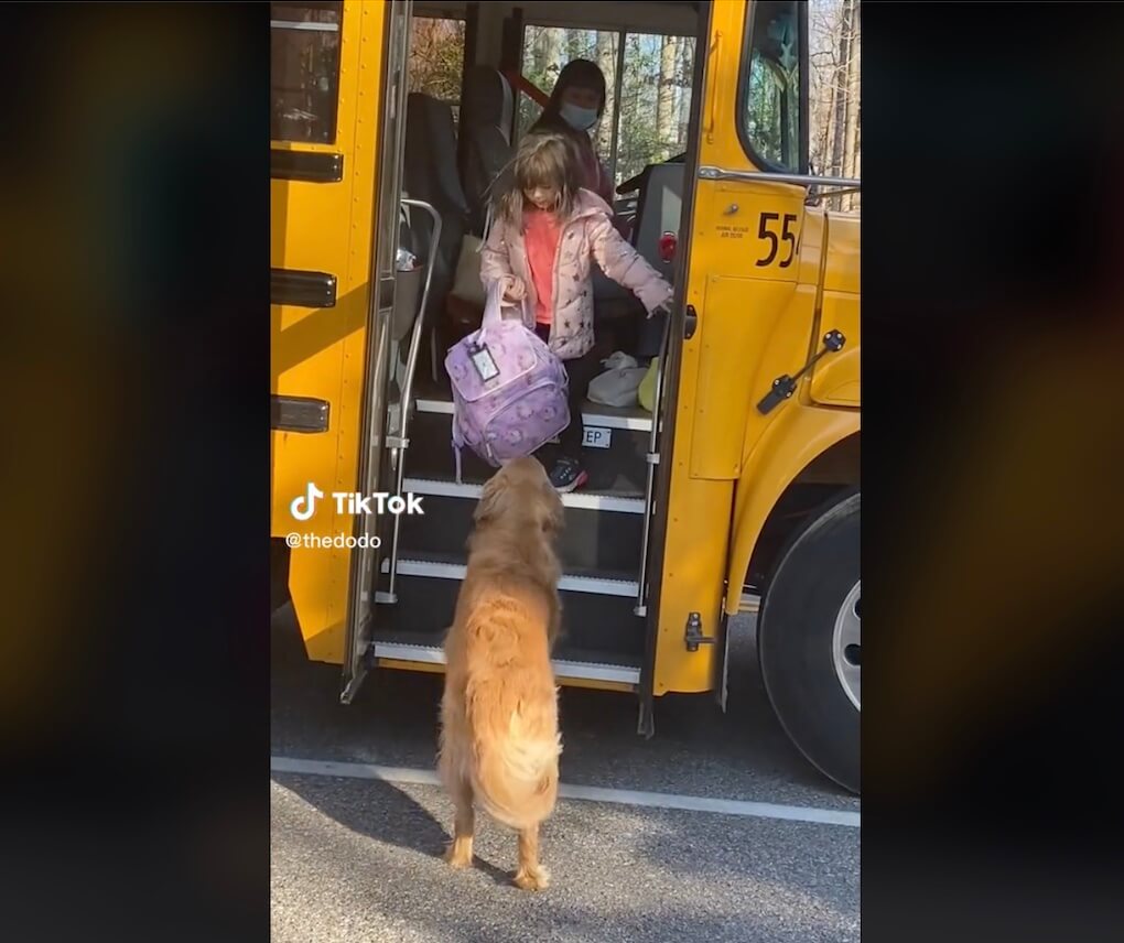 ゴールデンレトリーバー,動画