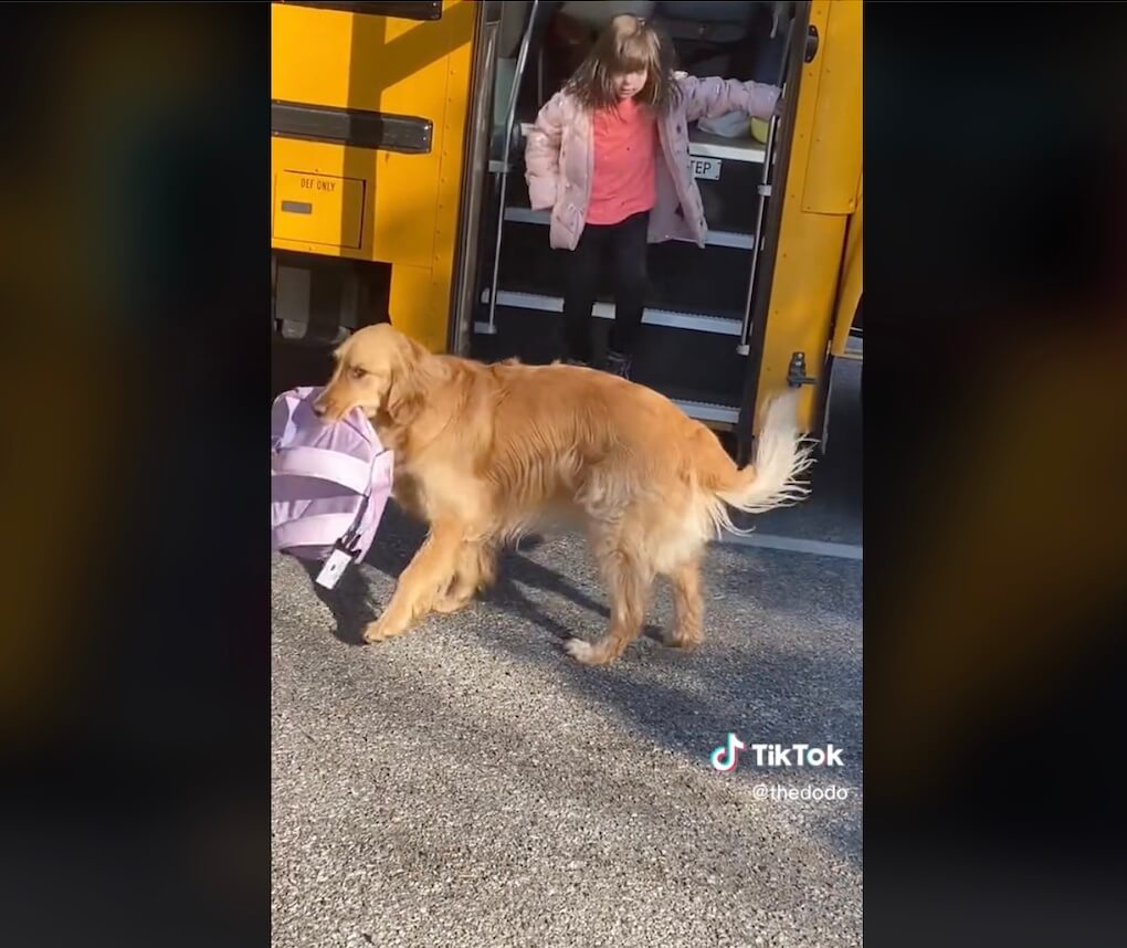 ゴールデンレトリーバー,動画