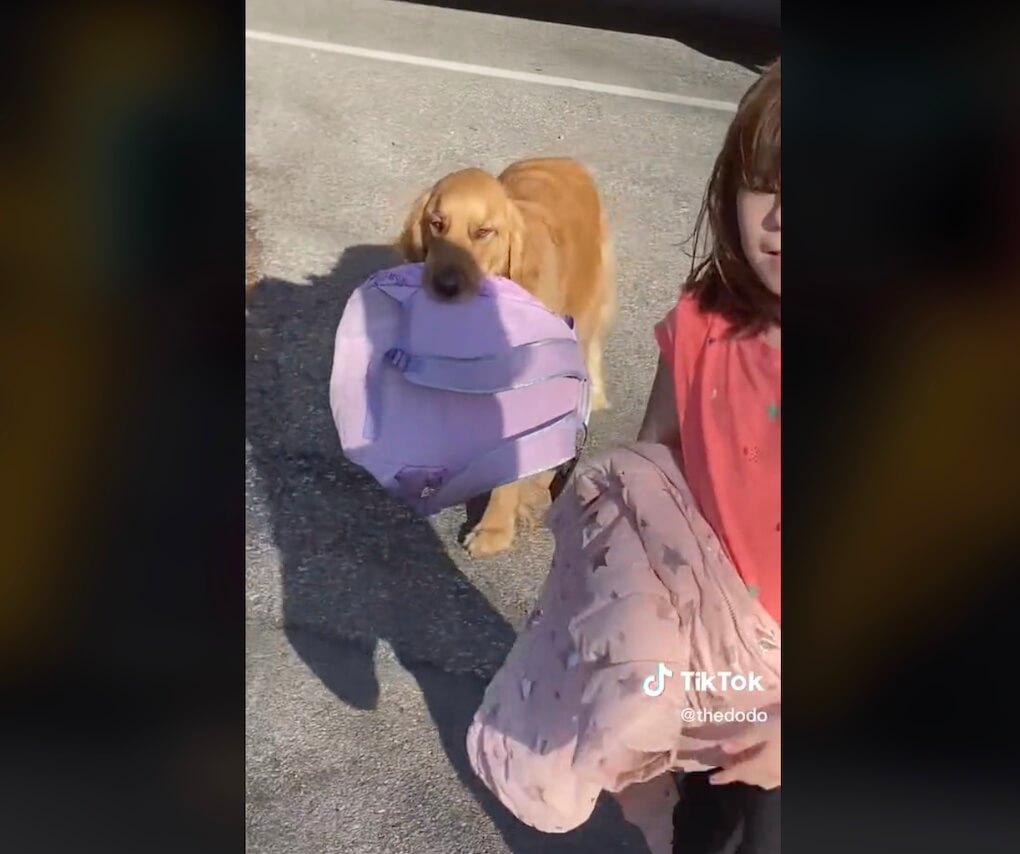 ゴールデンレトリーバー,動画