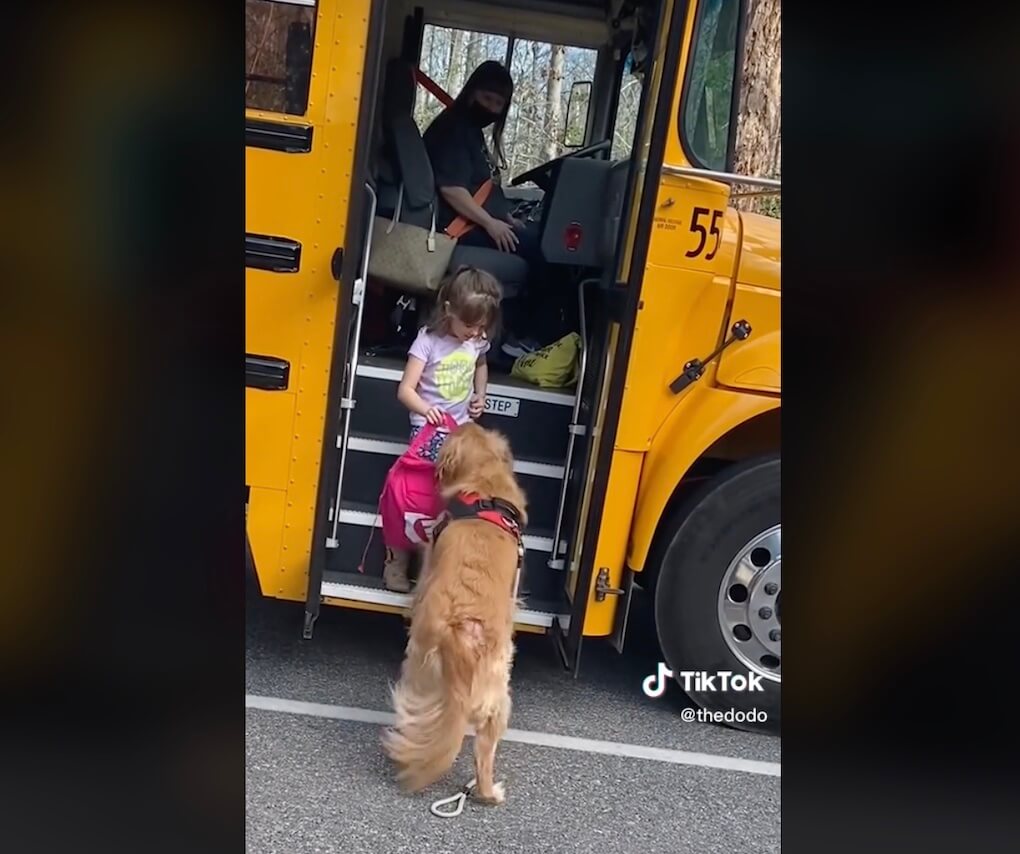 ゴールデンレトリーバー,動画