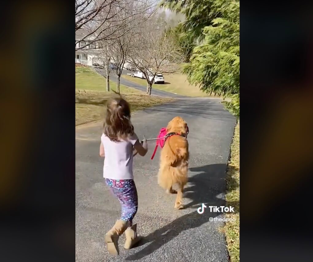 ゴールデンレトリーバー,動画