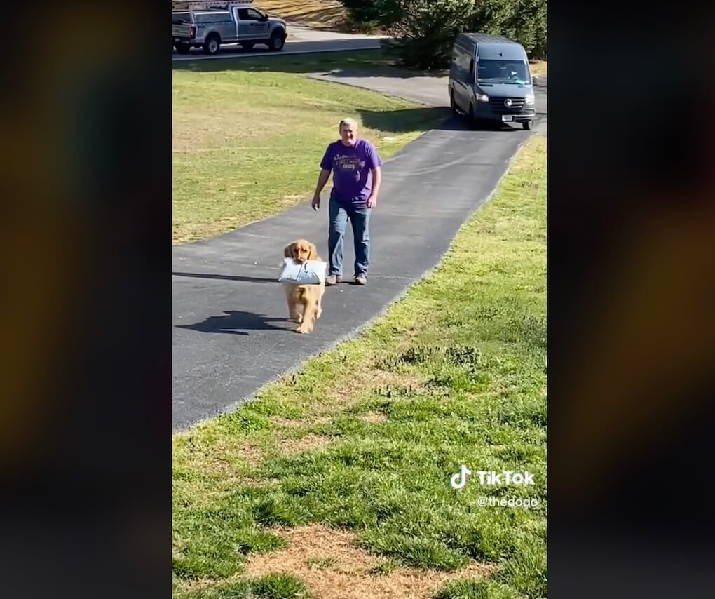 ゴールデンレトリーバー,動画