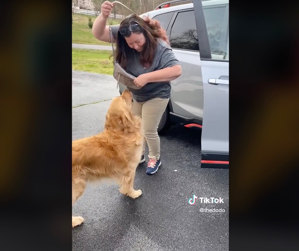 ゴールデンレトリーバー,動画