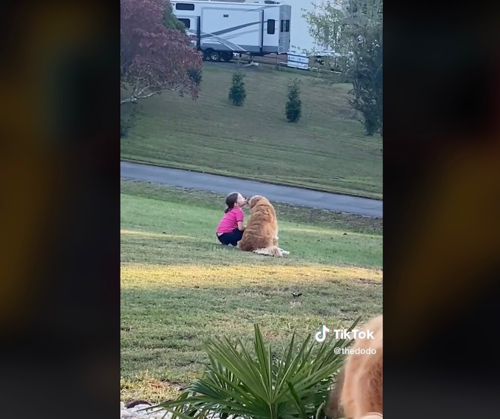 ゴールデンレトリーバー,動画