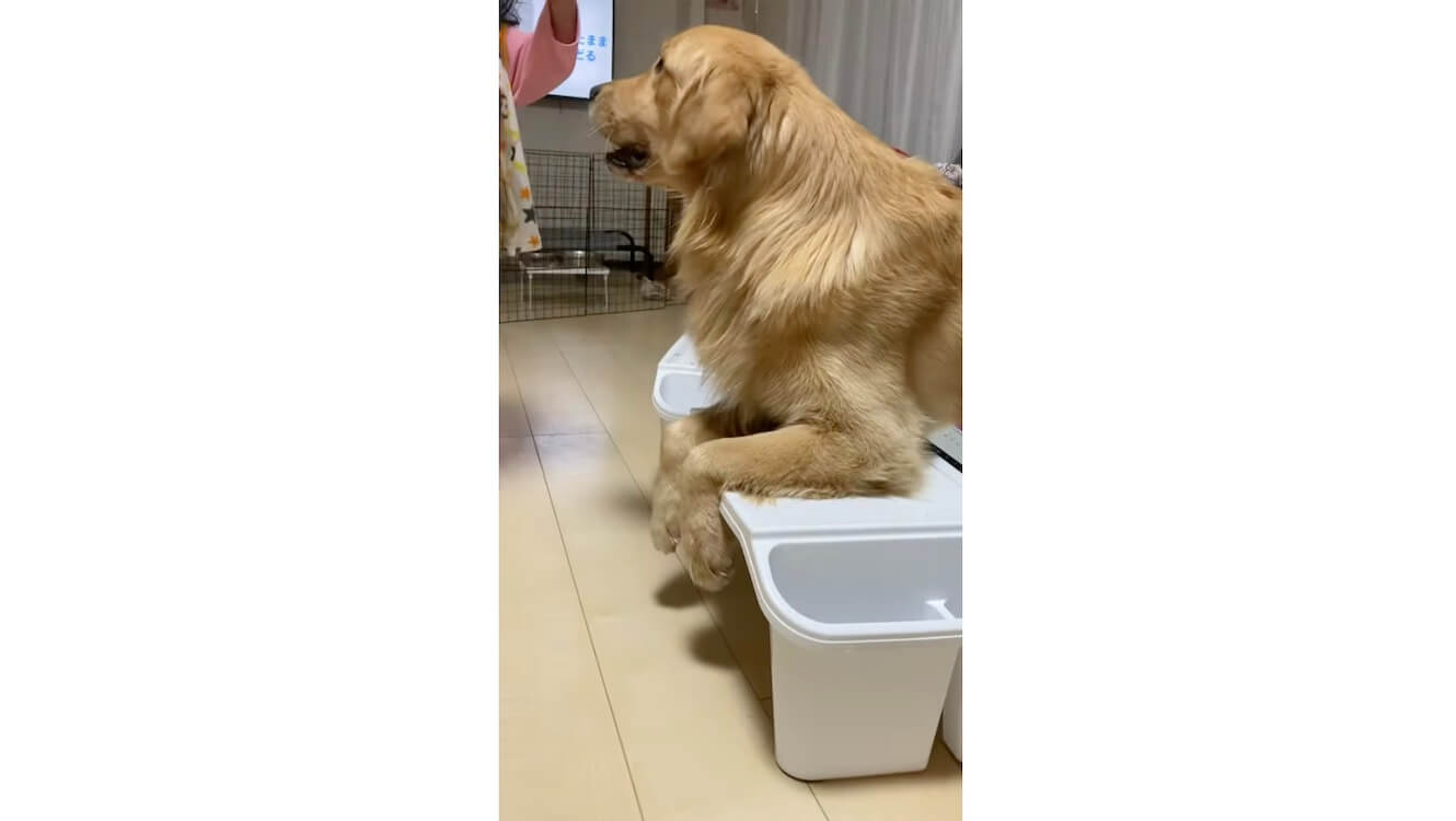 ゴールデンレトリーバー,動画