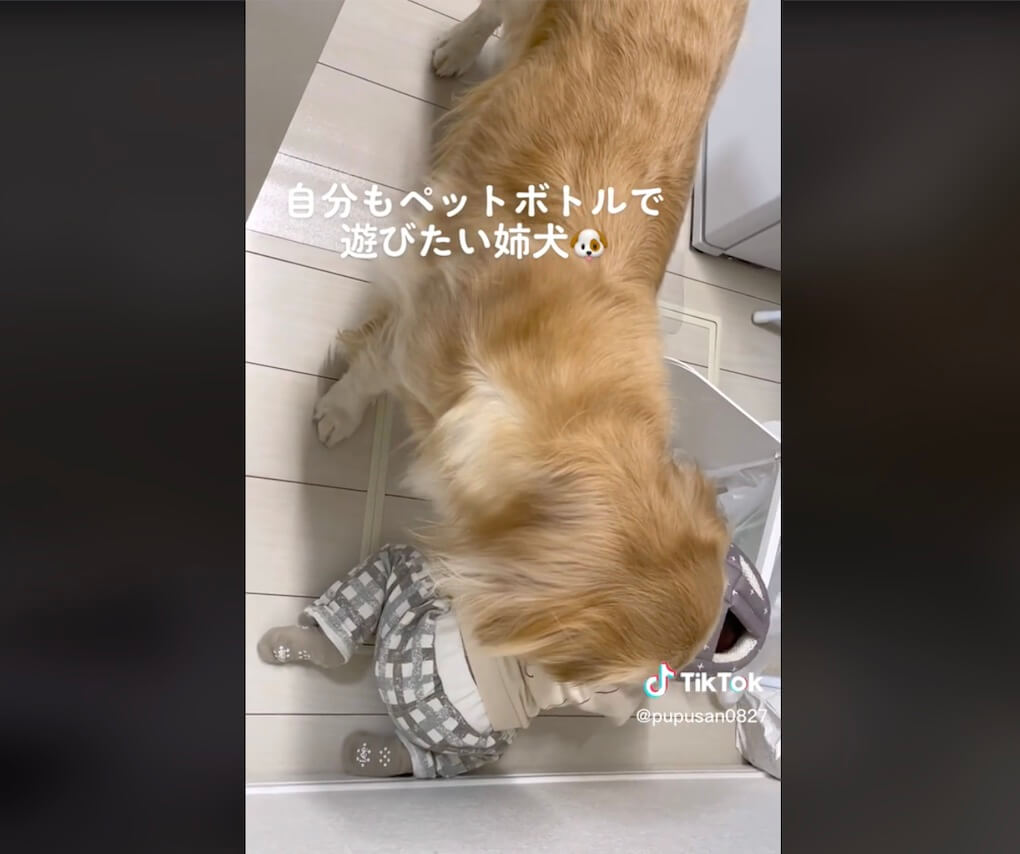 ゴールデンレトリーバー,動画