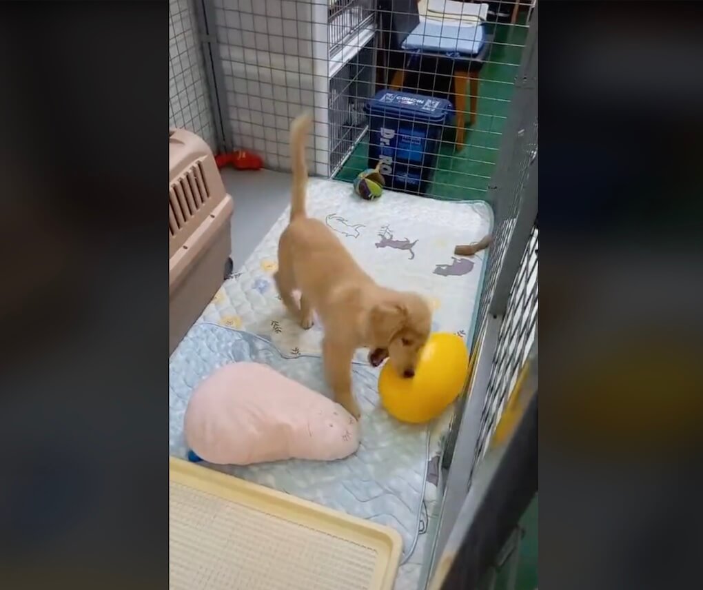 ゴールデンレトリーバー,動画