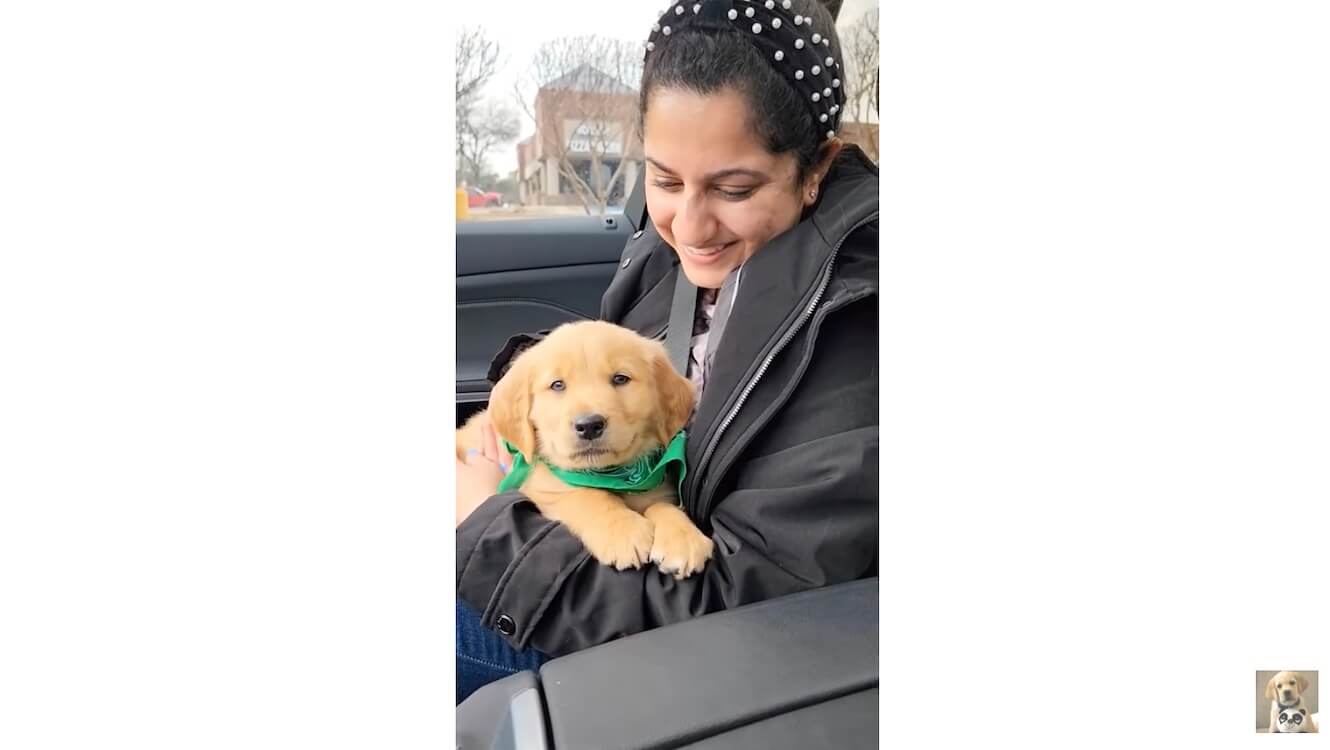 ゴールデンレトリーバー,動画