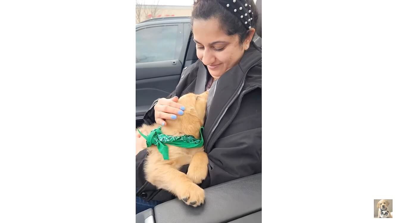 ゴールデンレトリーバー,動画