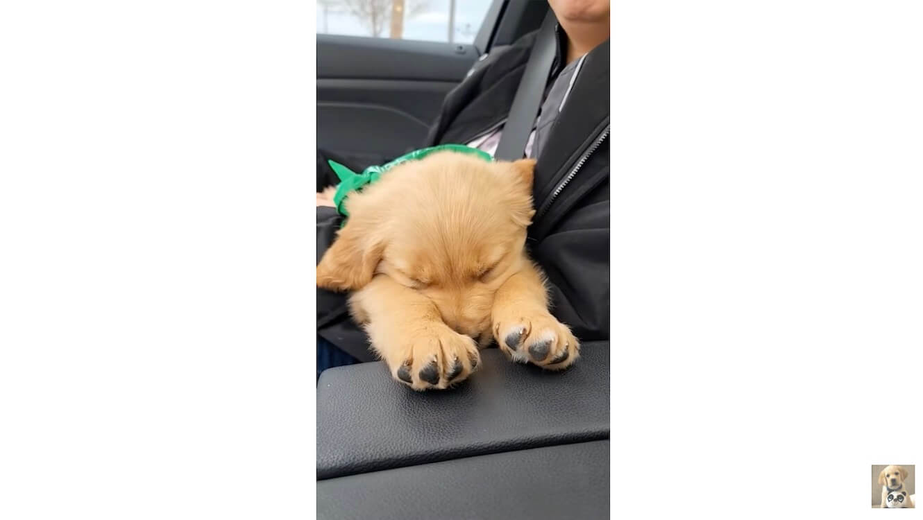 ゴールデンレトリーバー,動画