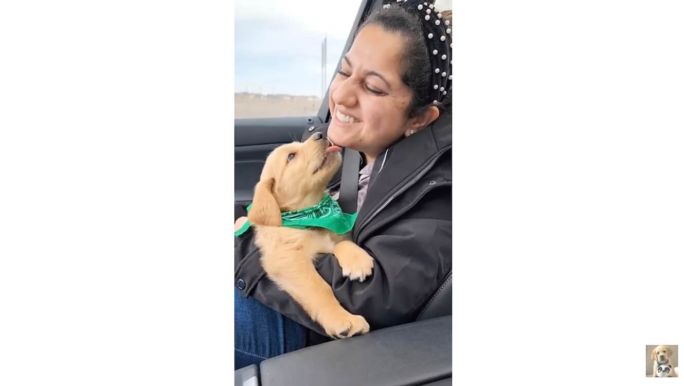 ゴールデンレトリーバー,動画