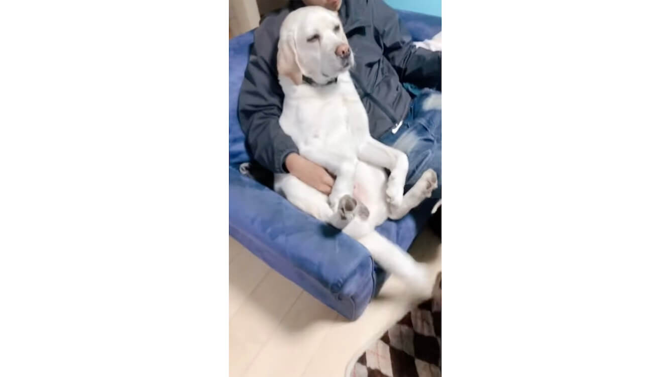 ラブラドールレトリーバー,動画