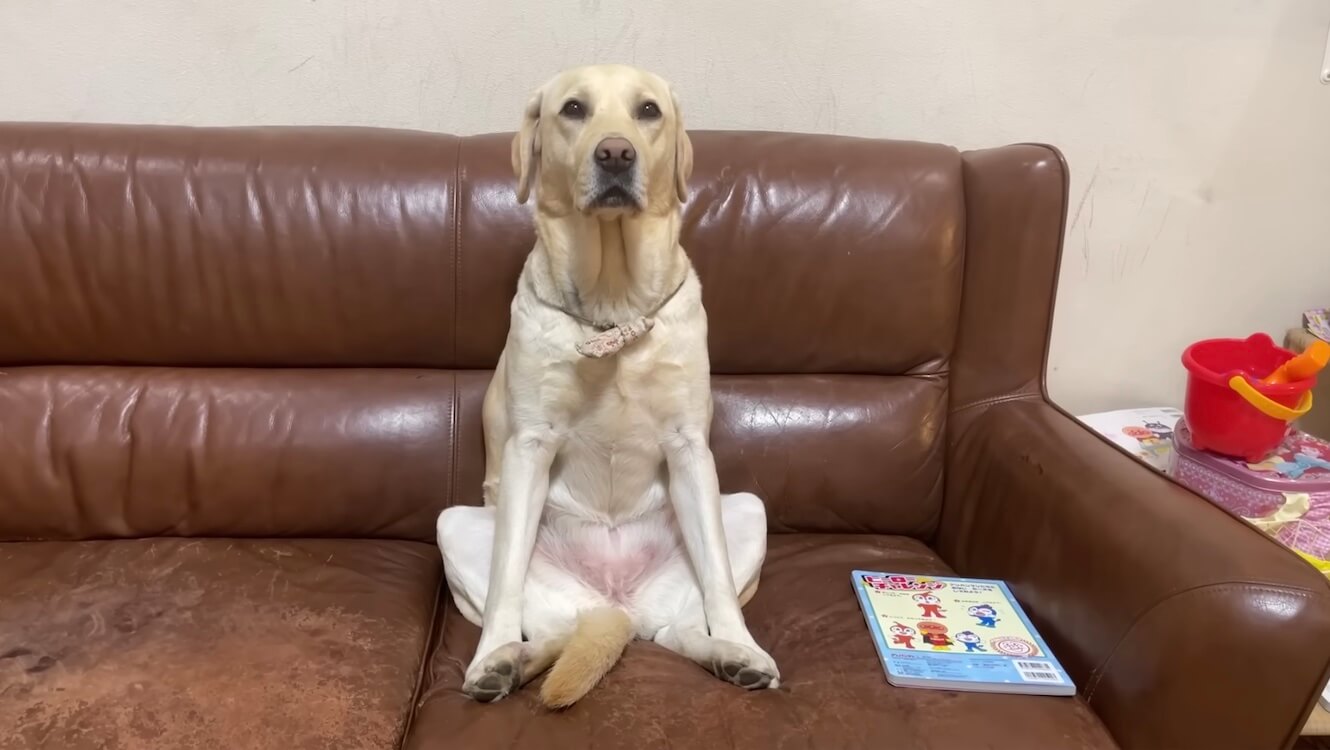 ラブラドールレトリーバー,動画