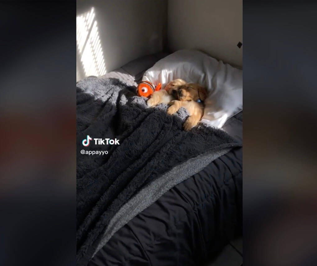 ゴールデンレトリーバー,動画