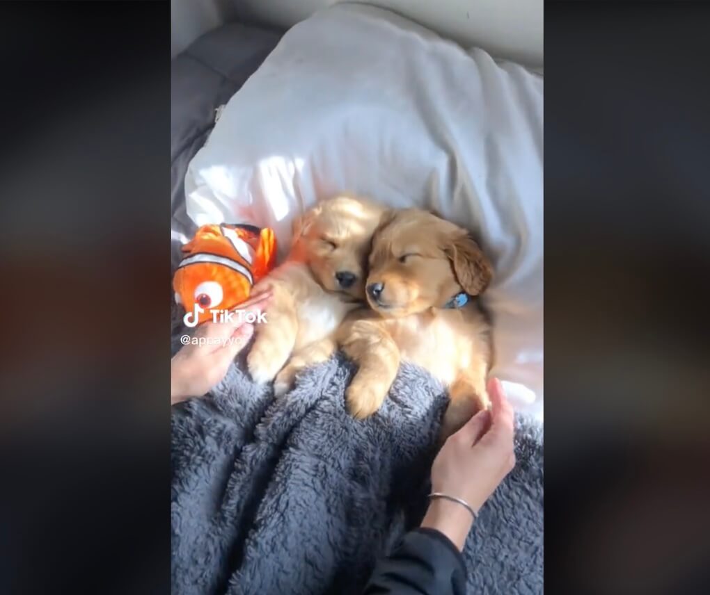 ゴールデンレトリーバー,動画