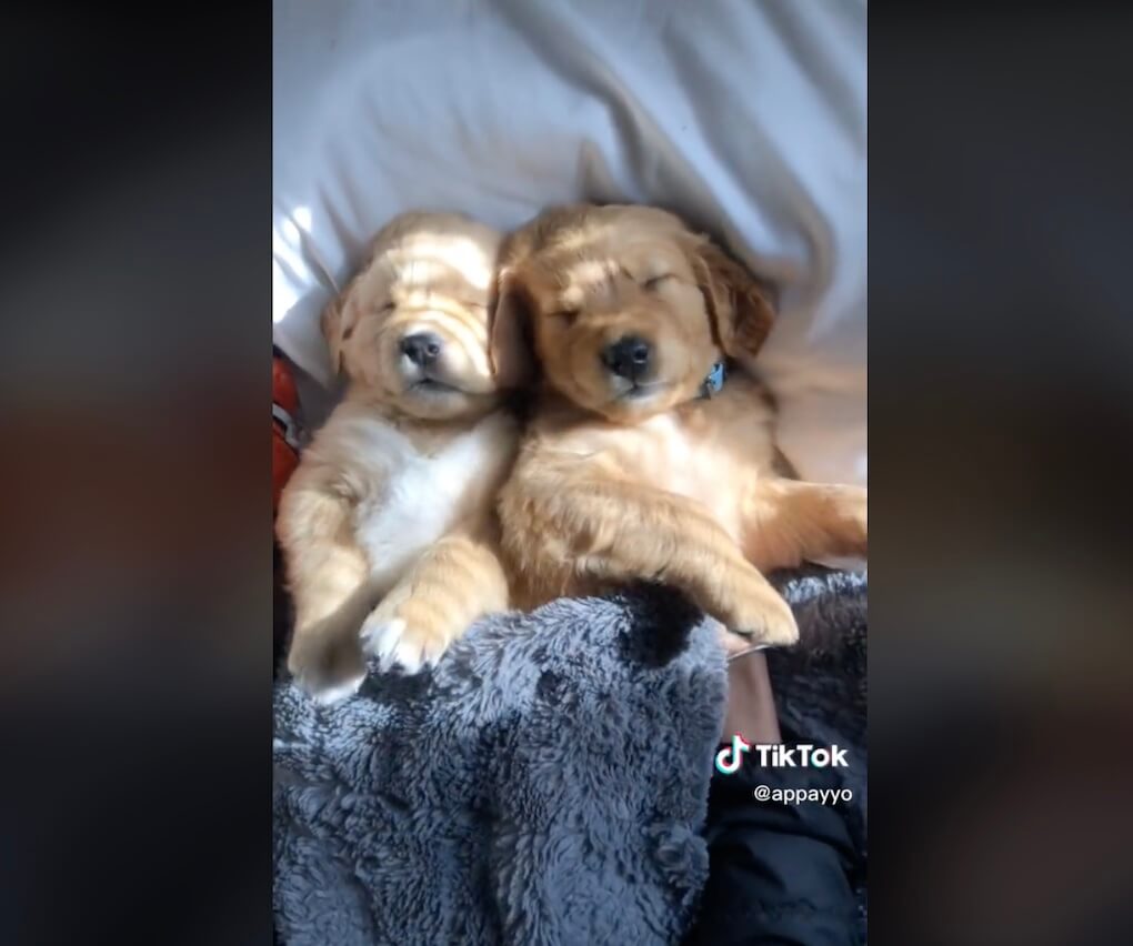 ゴールデンレトリーバー,動画