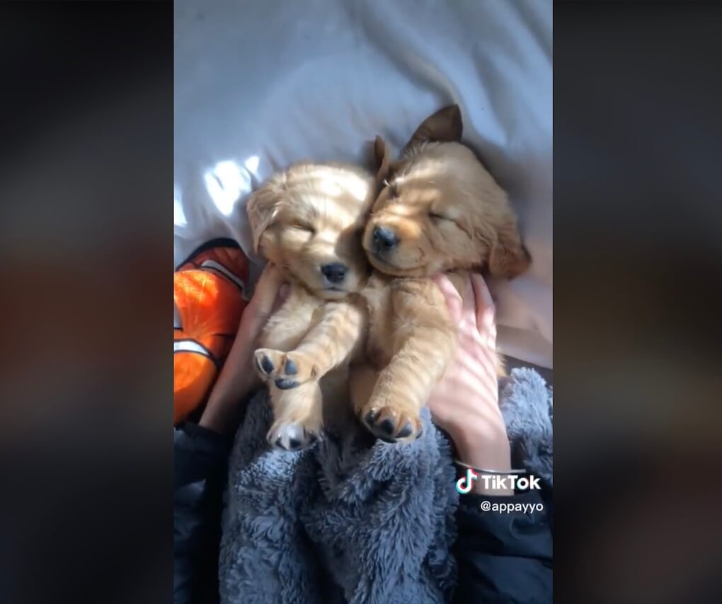 ゴールデンレトリーバー,動画