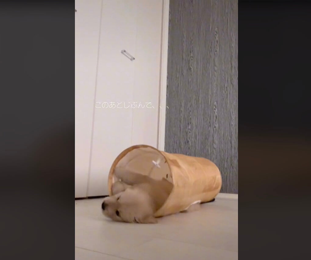 ゴールデンレトリーバー,動画