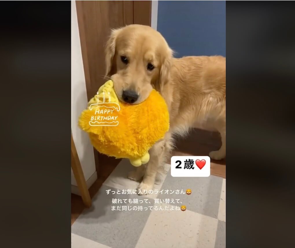 ゴールデンレトリーバー,動画