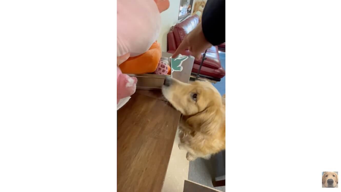 ゴールデンレトリーバー,動画