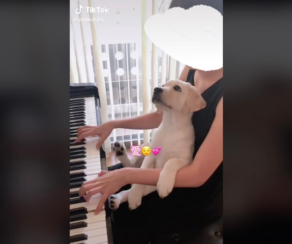 ラブラドールレトリーバー,動画