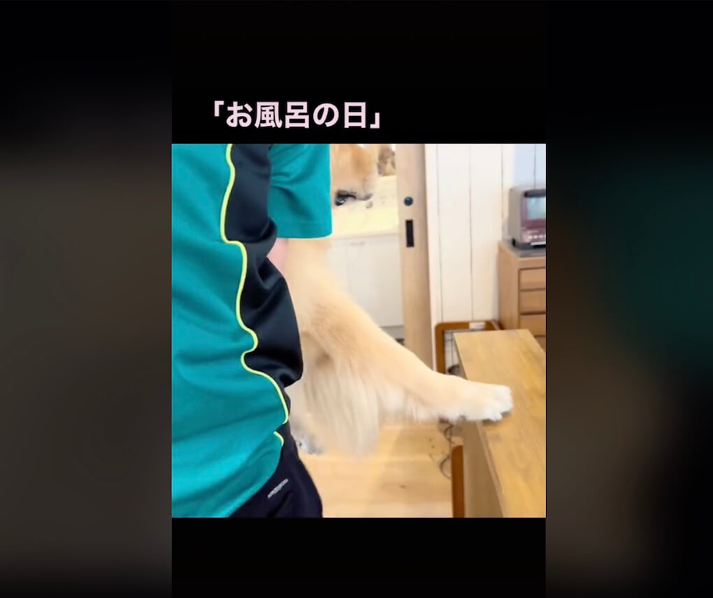 ゴールデンレトリーバー,動画