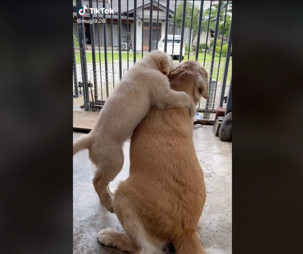 ゴールデンレトリーバー,動画