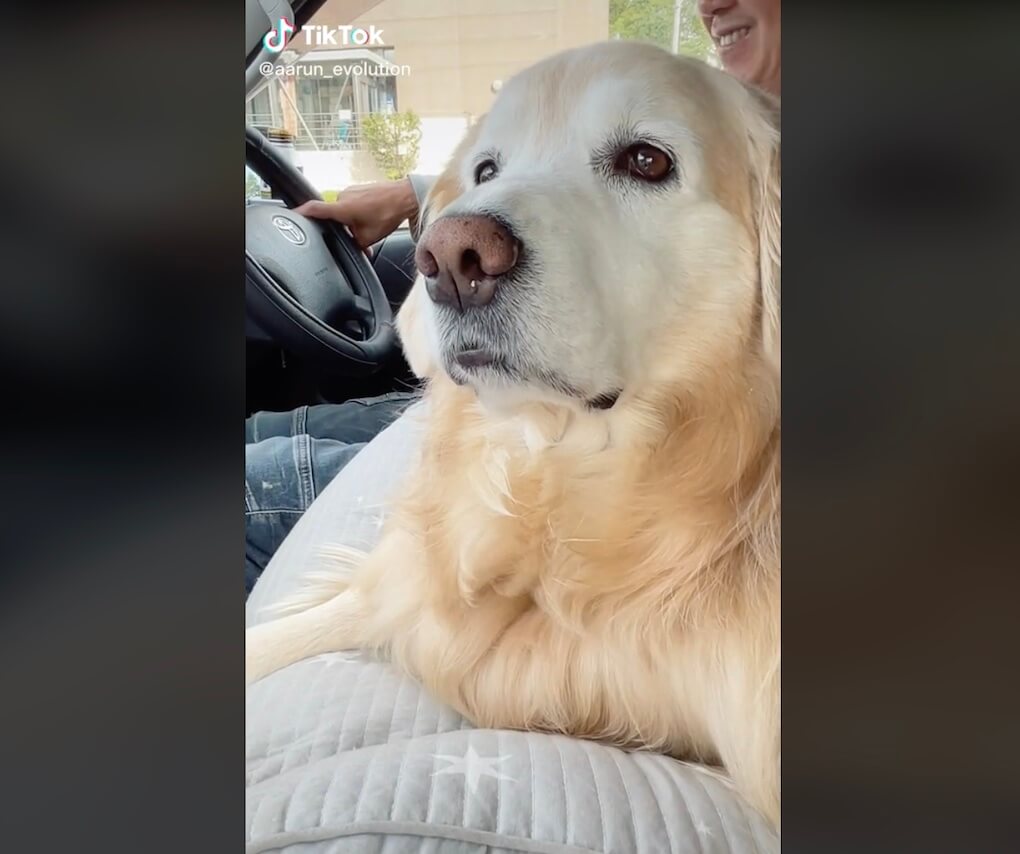 ゴールデンレトリーバー,動画