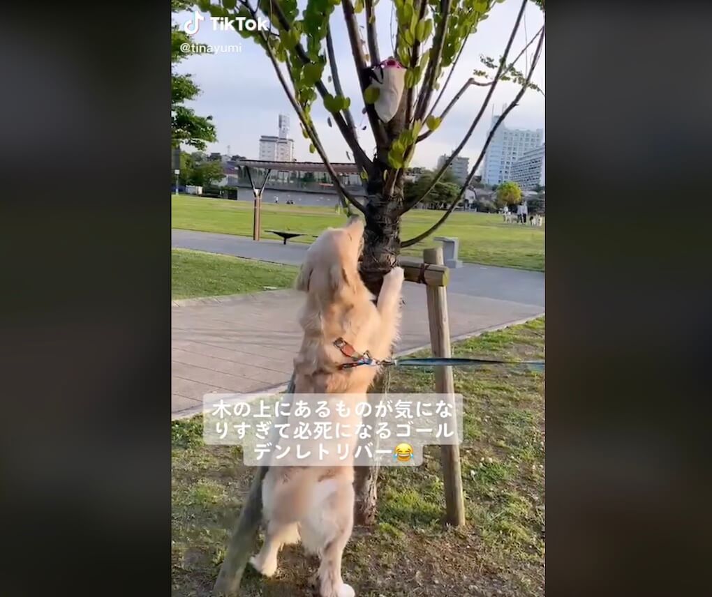 ゴールデンレトリーバー,動画