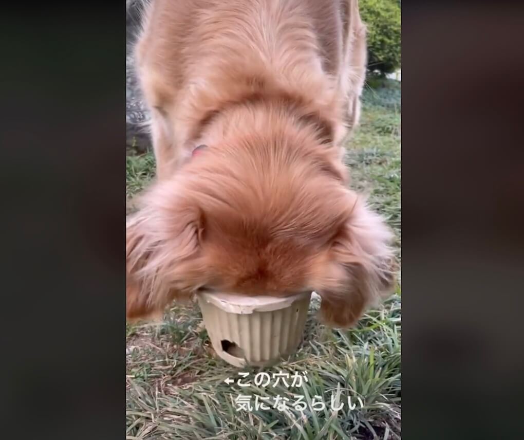 ゴールデンレトリーバー,動画