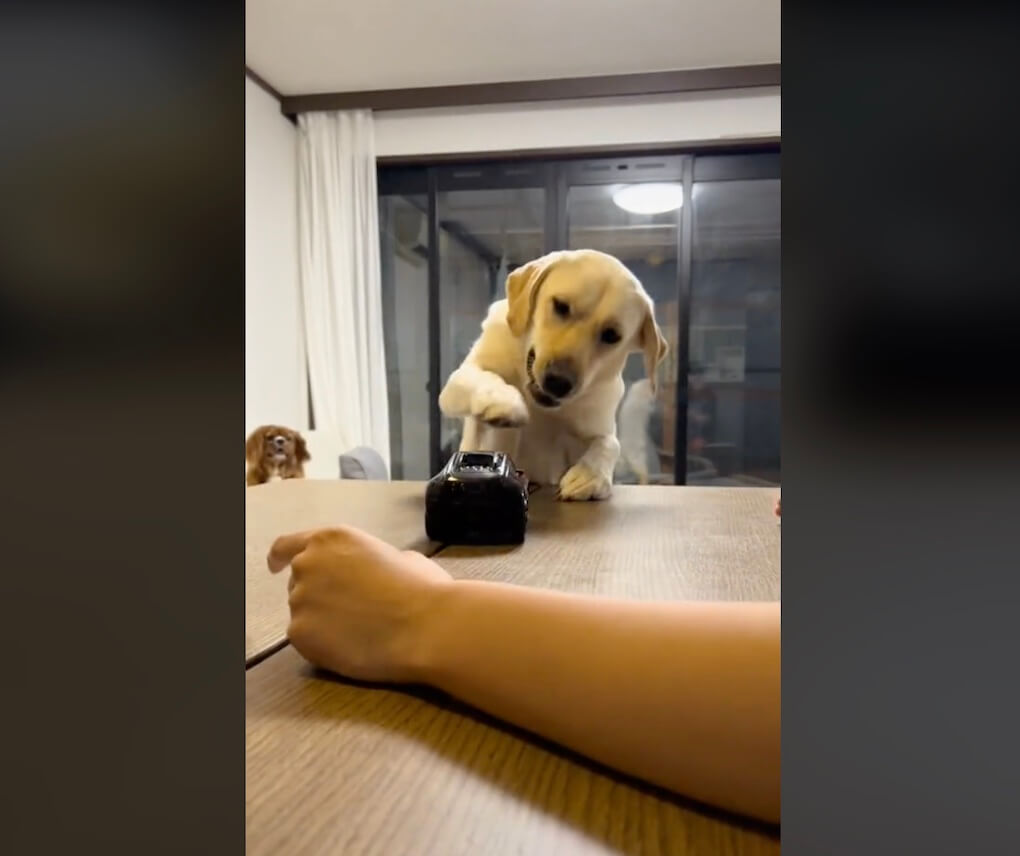 ラブラドールレトリーバー,動画