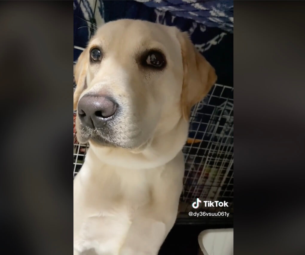 ラブラドールレトリーバー,動画