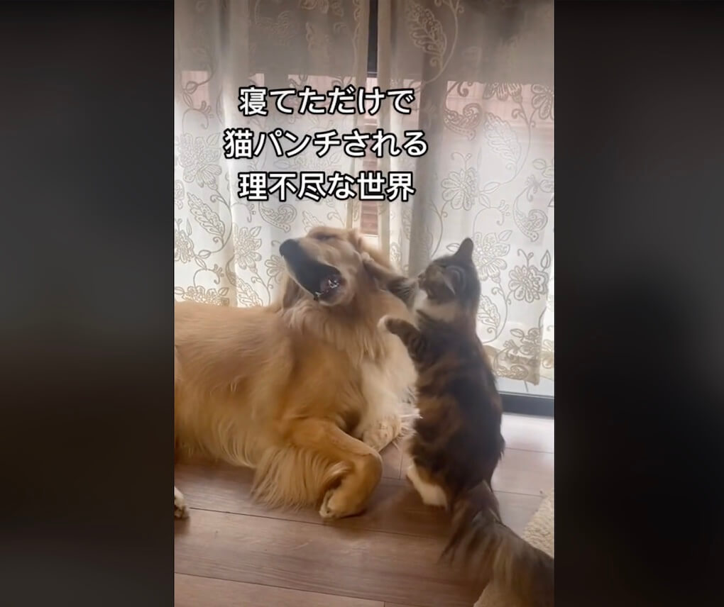 ゴールデンレトリーバー,動画