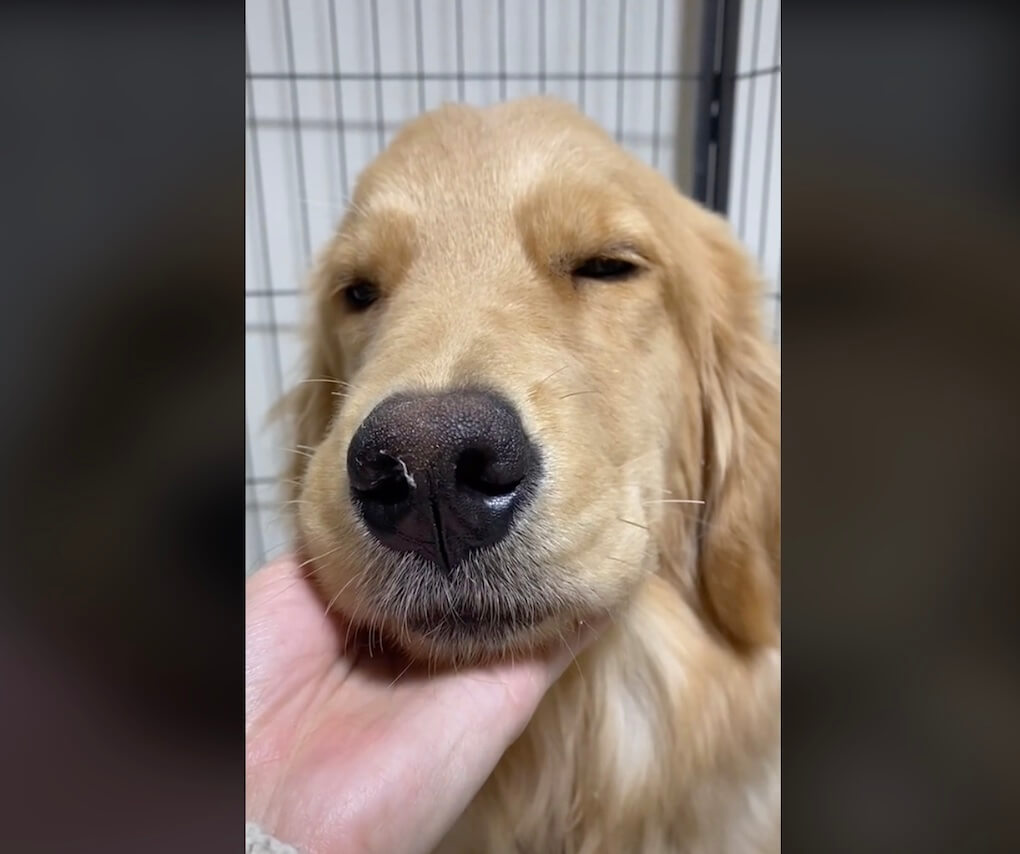 ゴールデンレトリーバー,動画