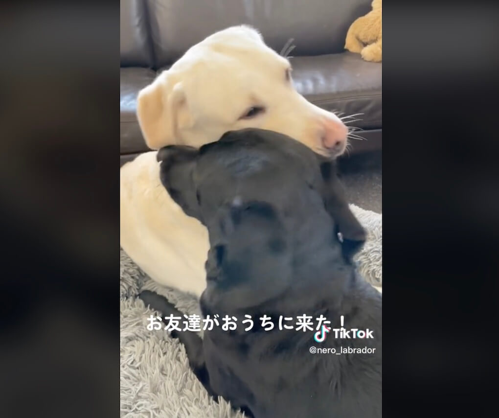 ラブラドールレトリーバー,動画