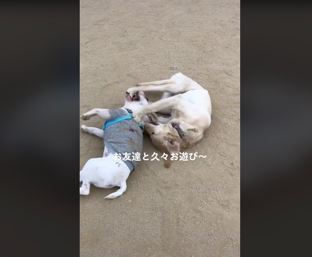 ラブラドールレトリーバー,動画