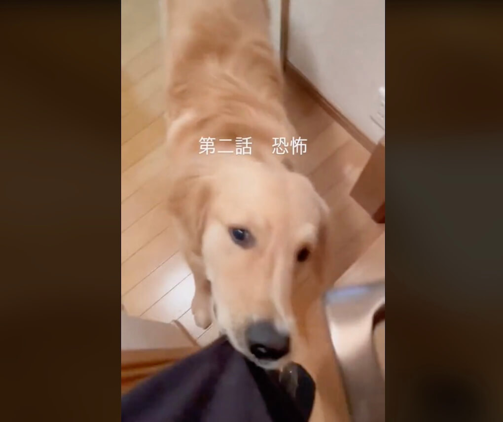 ゴールデンレトリーバー,動画