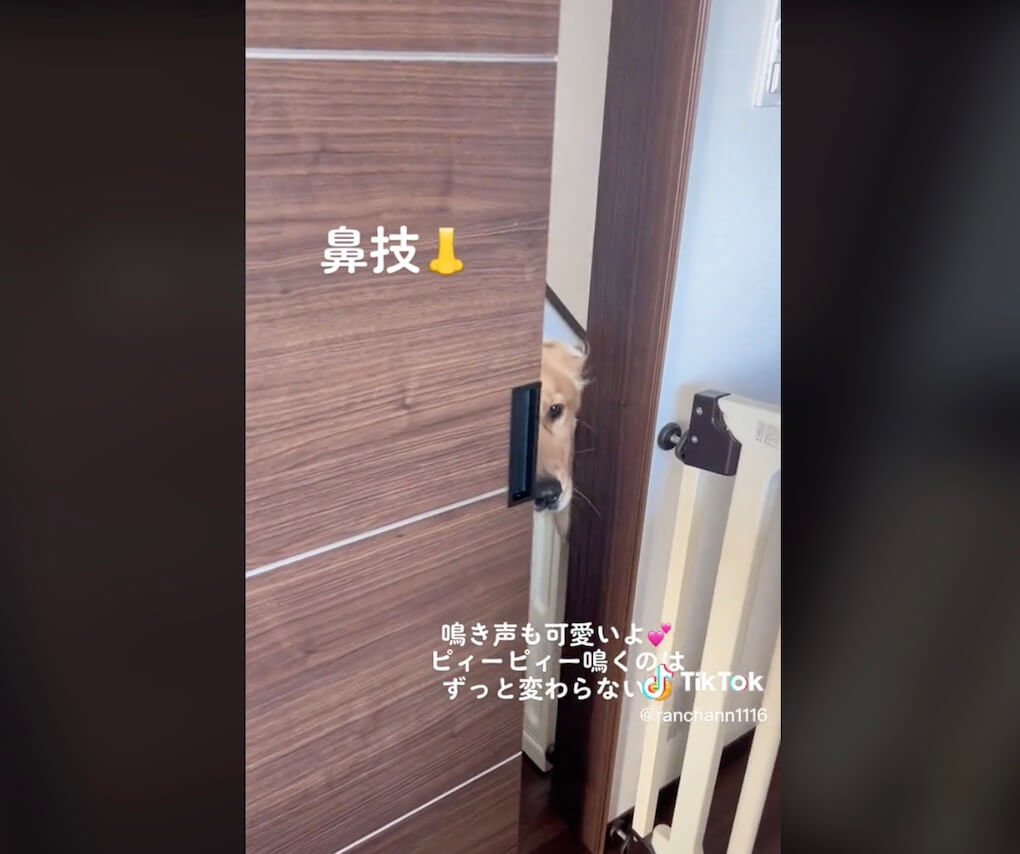 ゴールデンレトリーバー,動画