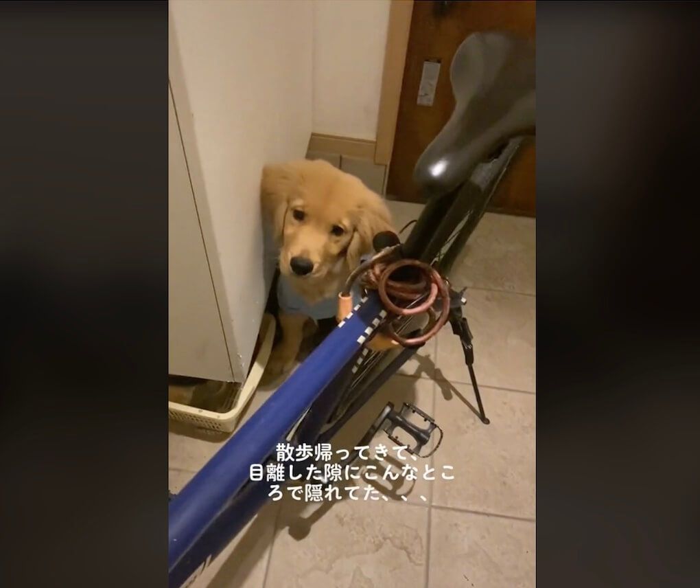 ゴールデンレトリーバー,動画