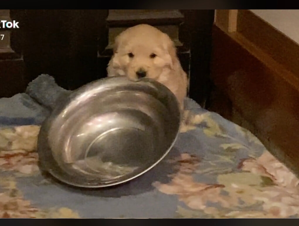 ゴールデンレトリーバー,動画