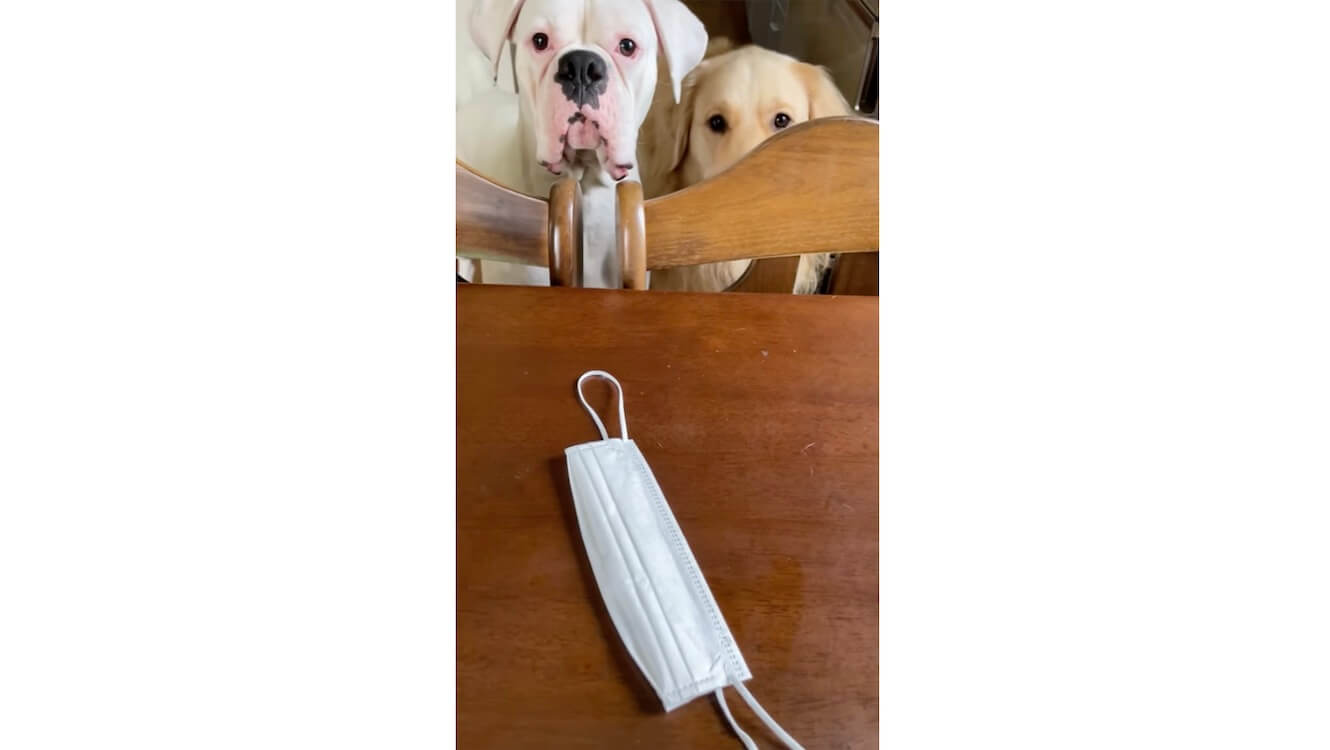 ゴールデンレトリーバー,動画